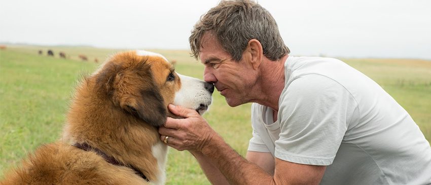 Quatro Vidas de um Cachorro | Um filme que vai fazer você Chorar!
