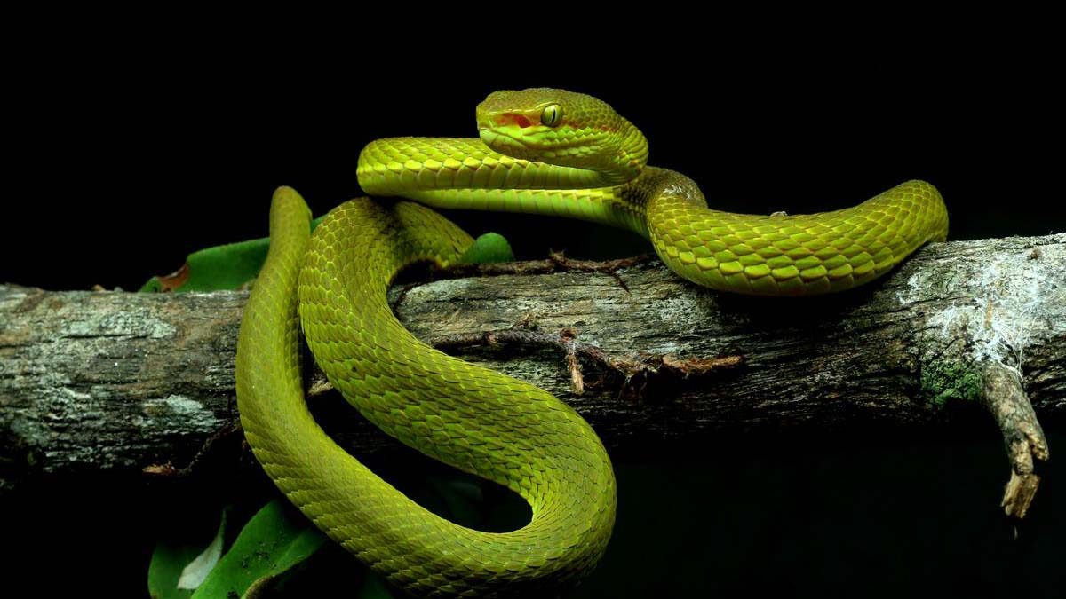 MUNDO | Nova espécie de cobra homenageia Salazar Sonserina!