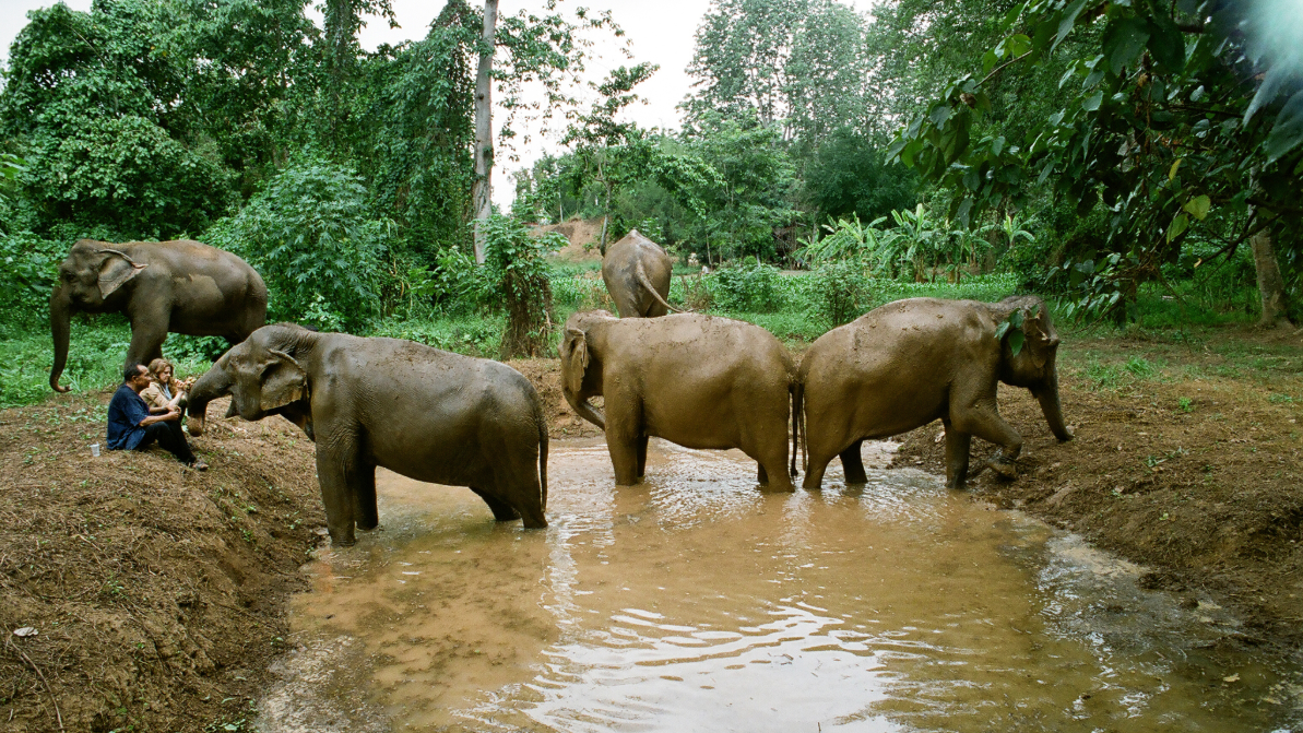 NatGeo estreia documentário Elefantes: Em Nome da Liberdade